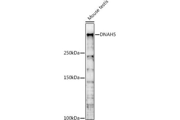 Dnah5 antibody  (AA 400-650)