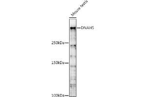 Western blot analysis of extracts of Mouse testis, using DN antibody (ABIN7266861) at 1:1000 dilution. (Dnah5 antibody  (AA 400-650))