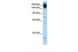 Image no. 1 for anti-Non-SMC Condensin I Complex, Subunit D2 (NCAPD2) (AA 1279-1328) antibody (ABIN6739192) (NCAPD2 antibody  (AA 1279-1328))