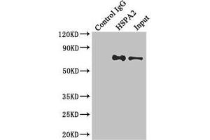 Immunoprecipitating HSPA2 in Hela whole cell lysate Lane 1: Rabbit control IgG instead of (1 μg) instead of ABIN7154927 in Hela whole cell lysate. (HSPA2 antibody  (AA 400-639))