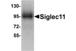 Western Blotting (WB) image for anti-Sialic Acid Binding Ig-Like Lectin 11 (SIGLEC11) (C-Term) antibody (ABIN1030660) (SIGLEC11 antibody  (C-Term))