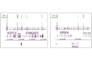Tet1 antibody (pAb) tested by ChIP-Seq. (TET1 antibody  (C-Term))