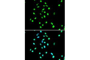 Immunofluorescence (IF) image for anti-Jun Proto-Oncogene (JUN) (AA 1-70) antibody (ABIN1513116)