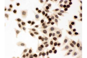 Immunohistochemistry (IHC) image for anti-Lamin B1 (LMNB1) (AA 266-583) antibody (ABIN3042505)