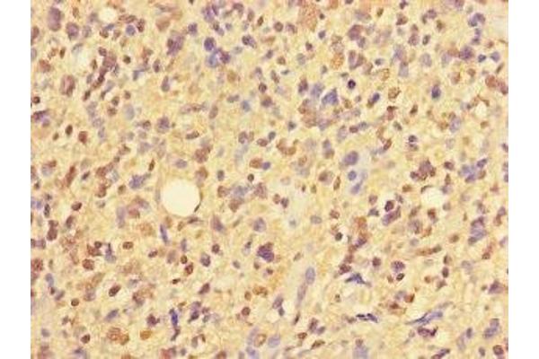 ZNF559 antibody  (AA 1-300)