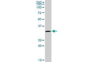 UTP11L MaxPab polyclonal antibody. (UTP11L antibody  (AA 1-253))