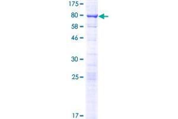 SRFBP1 Protein (AA 1-429) (GST tag)