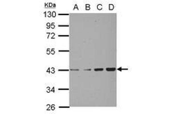 CHAD anticorps  (AA 76-307)