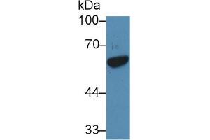 Western Blot; Sample: Human HL60 cell lysate; Primary Ab: 5µg/ml Rabbit Anti-Rat GATA1 Antibody Second Ab: 0.