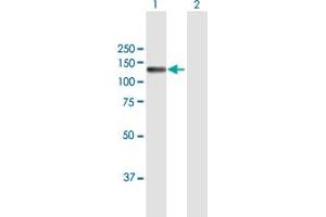 Western Blot analysis of NID2 expression in transfected 293T cell line by NID2 MaxPab polyclonal antibody. (NID2 antibody  (AA 1-969))