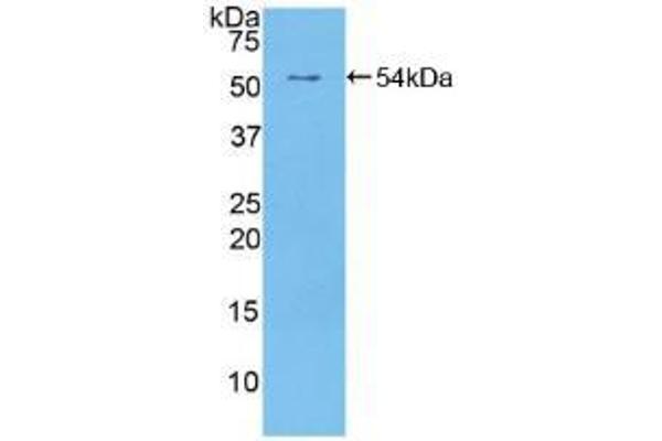 EGFR2 Antikörper  (AA 376-578)