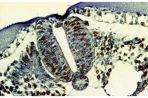 Immunohistochemistry staining of bromodeoxyuridine-labeled cells (chick embryo, paraffin-embedded sections) with anti-5-bromodeoxyuridine (MoBu-1). (BrdU antibody)