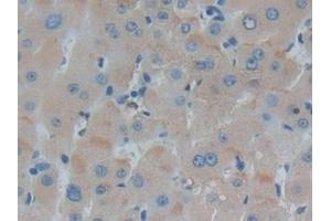 Immunohistochemistry (IHC) image for anti-Interferon alpha (IFNA) (AA 28-227) antibody (ABIN7437731)