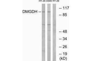 Western blot analysis of extracts from HT-29 cells and A549 cells, using DMGDH antibody. (DMGDH antibody  (C-Term))
