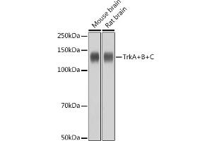 Western blot analysis of extracts of various cell lines, using TrkA+B+C antibody (ABIN1679182, ABIN1679183, ABIN7101489 and ABIN7101490) at 1:1000 dilution. (TrkA, B, C antibody)