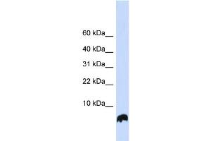 WB Suggested Anti-GLRX Antibody Titration: 0. (Glutaredoxin 1 antibody  (N-Term))