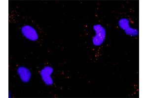 Proximity Ligation Analysis of protein-protein interactions between NTRK2 and NTF4. (TRKB antibody  (AA 1-477))
