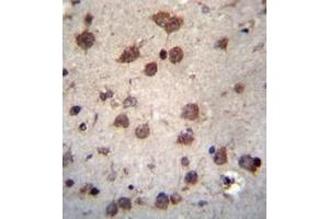 Immunohistochemistry analysis in formalin fixed and paraffin embedded human brain tissue reacted with PHAX Antibody (C-term) followed which was peroxidase conjugated to the secondary antibody and followed by DAB staining.