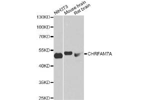 Western blot analysis of extracts of various cell lines, using CHRFAM7A antibody (ABIN6293103) at 1:1000 dilution.