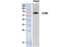 Western Blotting (WB) image for anti-Leukocyte Immunoglobulin-Like Receptor, Subfamily B (With TM and ITIM Domains), Member 5 (LILRB5) (Internal Region) antibody (ABIN3178526) (LILRB5 antibody  (Internal Region))