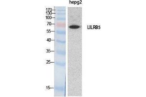 Western Blotting (WB) image for anti-Leukocyte Immunoglobulin-Like Receptor, Subfamily B (With TM and ITIM Domains), Member 5 (LILRB5) (Internal Region) antibody (ABIN6287603) (LILRB5 antibody  (Internal Region))