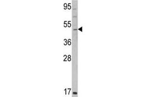 Western blot analysis of GATA2 antibody and K562 lysate. (GATA2 antibody  (AA 380-407))