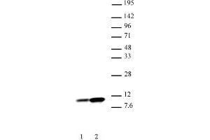 Histone H4K8ac antibody (mAb) tested by Western blot. (Histone H4 antibody  (acLys8))
