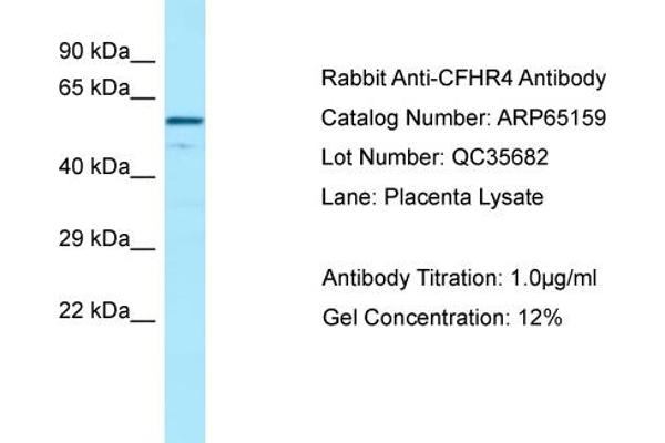 CFHR4 抗体  (C-Term)