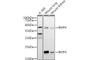 Western blot analysis of extracts of various cell lines, using BMP4 antibody (ABIN6127497, ABIN6137600, ABIN6137603 and ABIN6215157) at 1:1000 dilution. (BMP4 antibody  (AA 1-408))