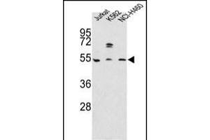 Western blot analysis of OA4 Antibody (N-term) 7591a in Jurkat, K562, NCI- cell line lysates (35 μg/lane). (APOA4 antibody  (N-Term))