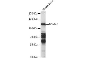 Western blot analysis of extracts of mouse brain, using NSMAF antibody (ABIN7268898) at 1:1000 dilution. (NSMAF antibody  (AA 1-300))