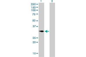 Western Blot analysis of TNFRSF7 expression in transfected 293T cell line by TNFRSF7 monoclonal antibody (M01), clone 1E2-A3. (CD27 antibody  (AA 1-260))