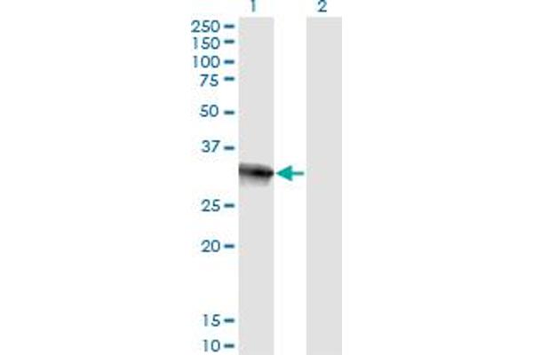 HOXB9 antibody  (AA 65-163)