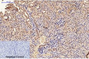 Immunohistochemical analysis of paraffin-embedded mouse kidney tissue. (GFAP antibody)