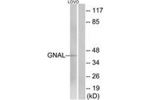 Western blot analysis of extracts from LOVO cells, using GNAL Antibody. (GNAL antibody  (AA 41-90))
