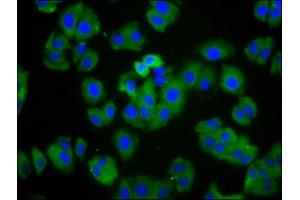 Immunofluorescence staining of HepG2 cells with ABIN7164031 at 1:166, counter-stained with DAPI. (HCN1 antibody  (AA 784-887))