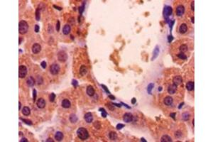 Immunohistochemistry (IHC) image for anti-Glyceraldehyde-3-Phosphate Dehydrogenase (GAPDH) (AA 3-105) antibody (ABIN2931072) (GAPDH antibody  (AA 3-105))