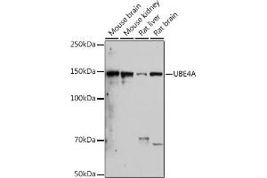 Western blot analysis of extracts of various cell lines, using UBE4A antibody (ABIN7271190) at 1:1000 dilution. (UBE4A antibody)