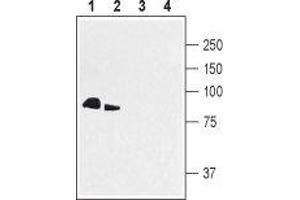 Discs, Large Homolog 4 (Drosophila) (DLG4) peptide