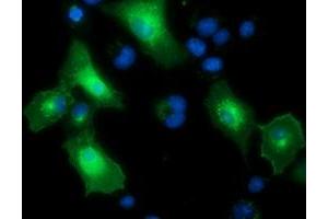 Immunofluorescence (IF) image for anti-Protein tyrosine Phosphatase, Receptor Type, E (PTPRE) antibody (ABIN1500506)