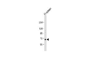 Anti-RASGRP2 Antibody (N-term) at 1:1000 dilution + human spleen lysate Lysates/proteins at 20 μg per lane. (RASGRP2 antibody  (N-Term))