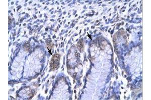 Image no. 2 for anti-Recombination Signal Binding Protein For Immunoglobulin kappa J Region (RBPJ) (C-Term) antibody (ABIN6735782) (RBPJ antibody  (C-Term))