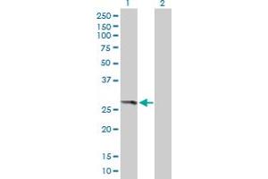 THEM4 antibody  (AA 1-240)