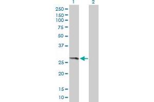 Western Blot analysis of THEM4 expression in transfected 293T cell line by THEM4 MaxPab polyclonal antibody.