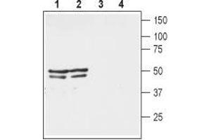Western blot analysis of mouse (lanes 1 and 3) and rat (lanes 2 and 4) brain lysates: - 1,2. (KCNA3 antibody  (Extracellular))