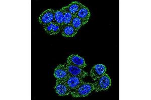 Confocal immunofluorescent analysis of UQCRFS1 Antibody (C-term) (ABIN655606 and ABIN2845090) with Hela cell followed by Alexa Fluor 488-conjugated goat anti-rabbit lgG (green). (UQCRFS1 antibody  (C-Term))