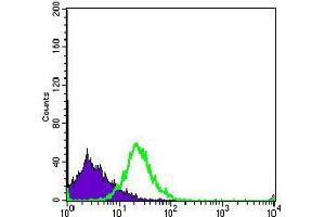 Flow cytometric analysis of MOLT4 cells using PCNA mouse mAb (green) and negative control (purple). (PCNA antibody  (AA 53-196))