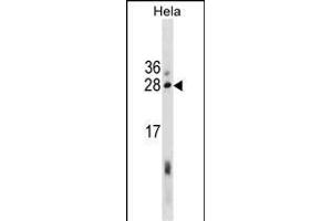 EBAG9 Antibody (Center) (ABIN1881276 and ABIN2838870) western blot analysis in Hela cell line lysates (35 μg/lane). (RCAS1 antibody  (AA 88-117))