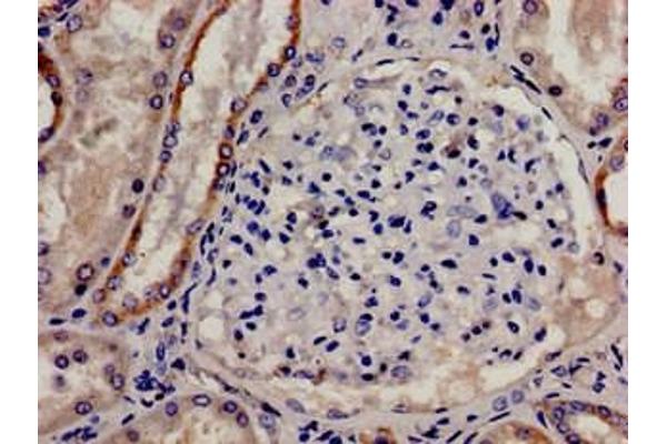 CDSE1 antibody  (AA 433-630)