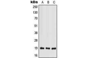 Western blot analysis of IL-28A expression in HEK293T (A), Raw264.